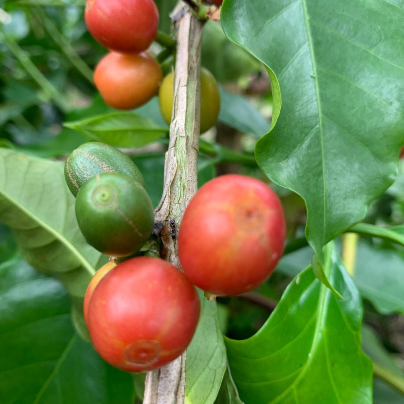 A closeup photograph of coffee cherries growing on a branch.