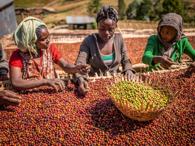 Three women sorting through coffee cherries by hand
