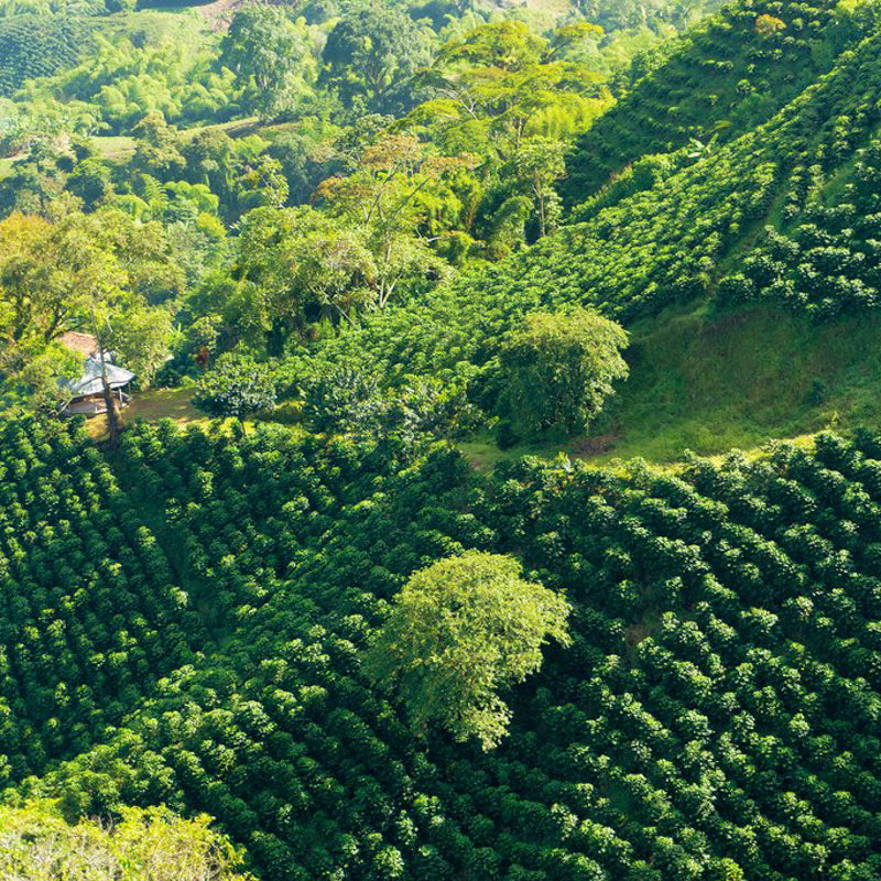An aerial image of a Colombian coffee farm showing lush hilly greenery.