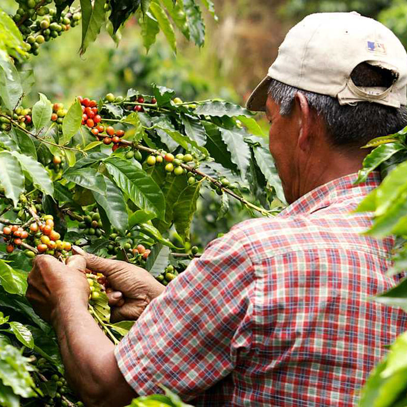 A male wearing a short sleeved checked shirt and a baseball cap tending to some coffee beans.