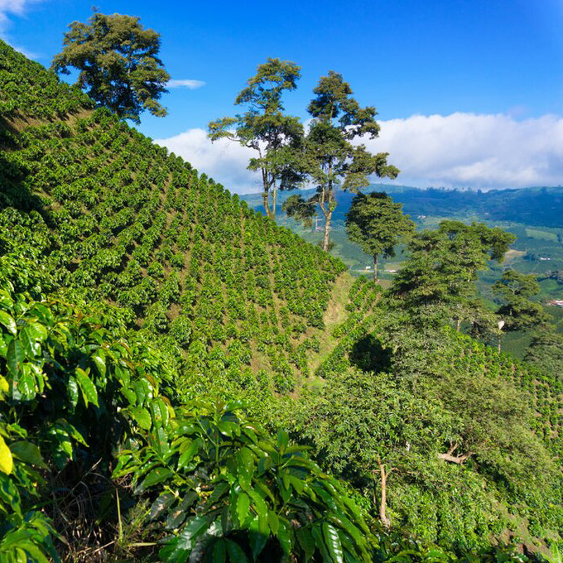 An image of a coffee farm in Colombia with lots of green coffee plants.