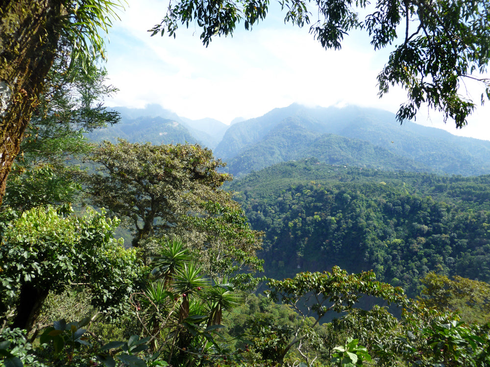 A photo of a coffee farm with mountains in the distance