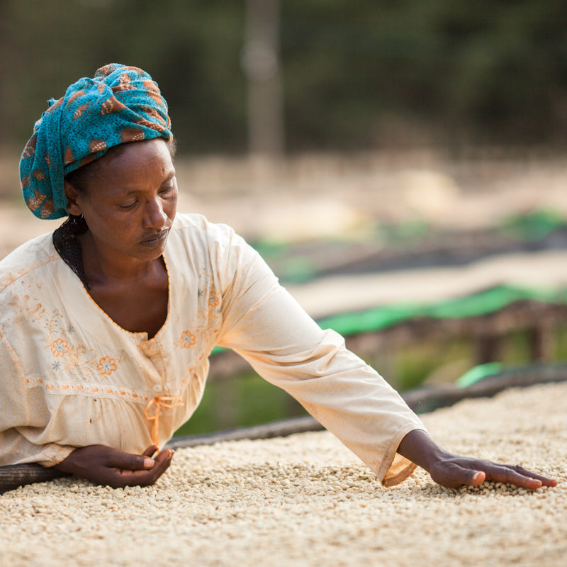 A picture of an Ethiopian woman touching a large spread of drying coffee beans