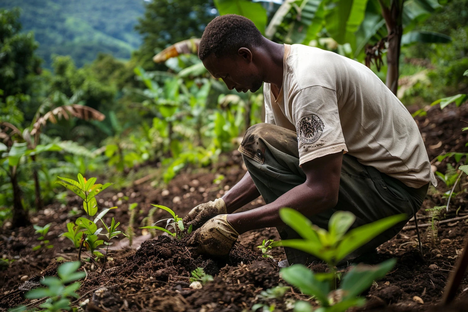 A man squatted down in soil, wearing gloves and tending to plants.