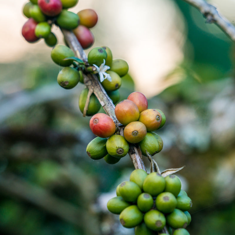 A close up photo of coffee cherries on a branch, most are green but some are ripening to red.