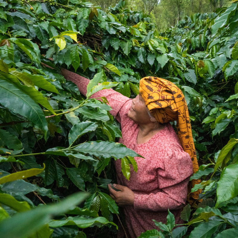 A photo of a woman wearing a yellow headscarf and pink dress reaching into a green bush.