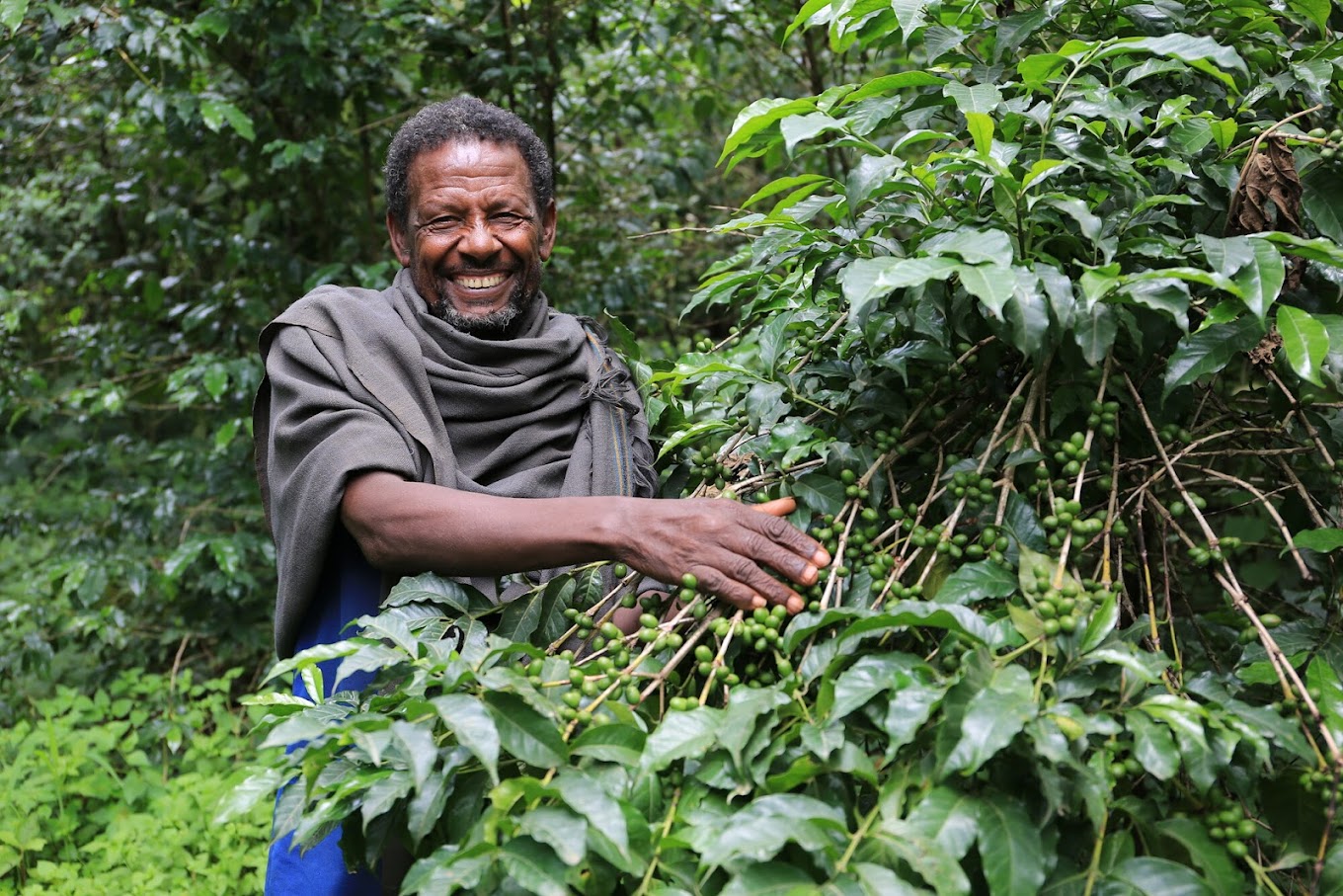 A dark skinned male smiling, touching a coffee plant.