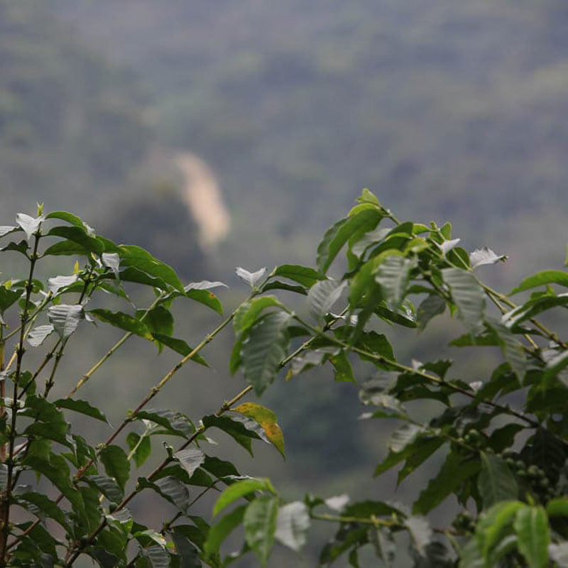 A photo of Mexican coffee plants in focus in the foreground.
