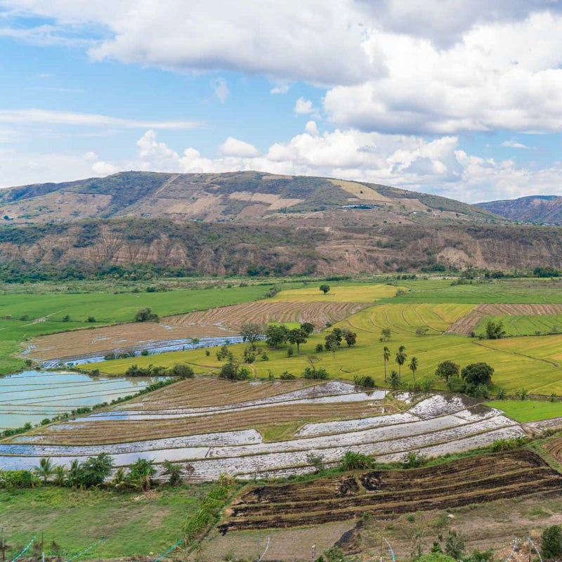 A photograph of some coffee fields in Peru with hills in the background.