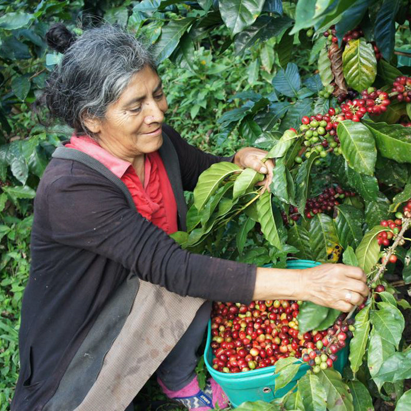 A woman with grey streaked hair picking coffee cherries from a coffee plant.