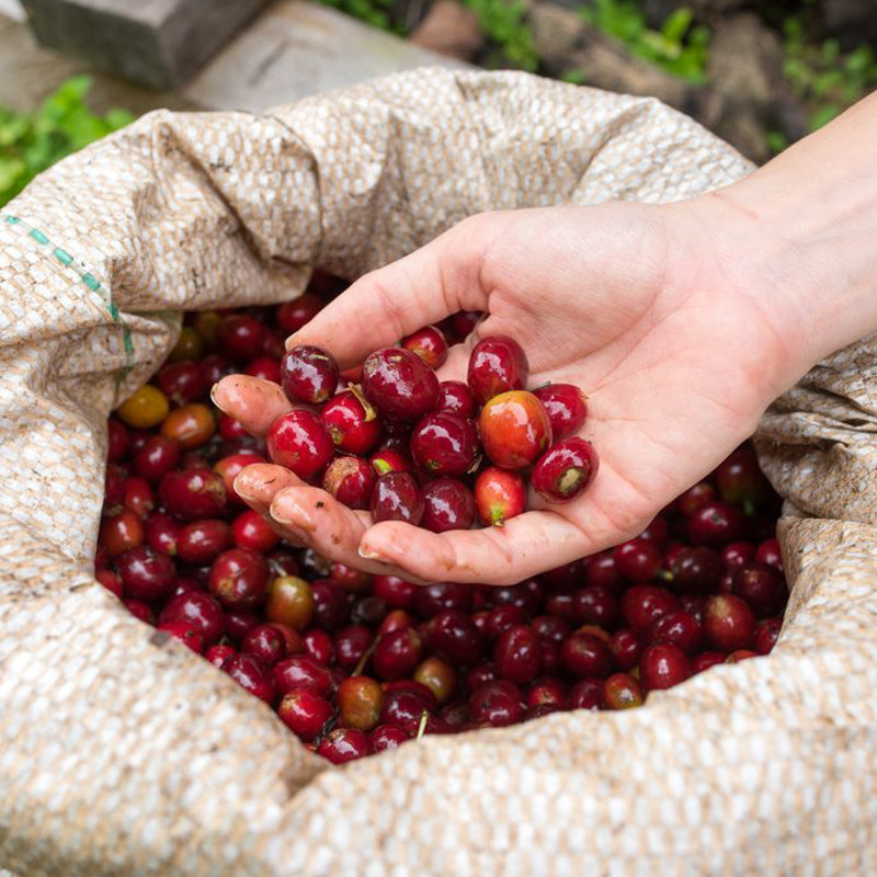 A hand holding coffee cherries over a large bag of coffee cherries