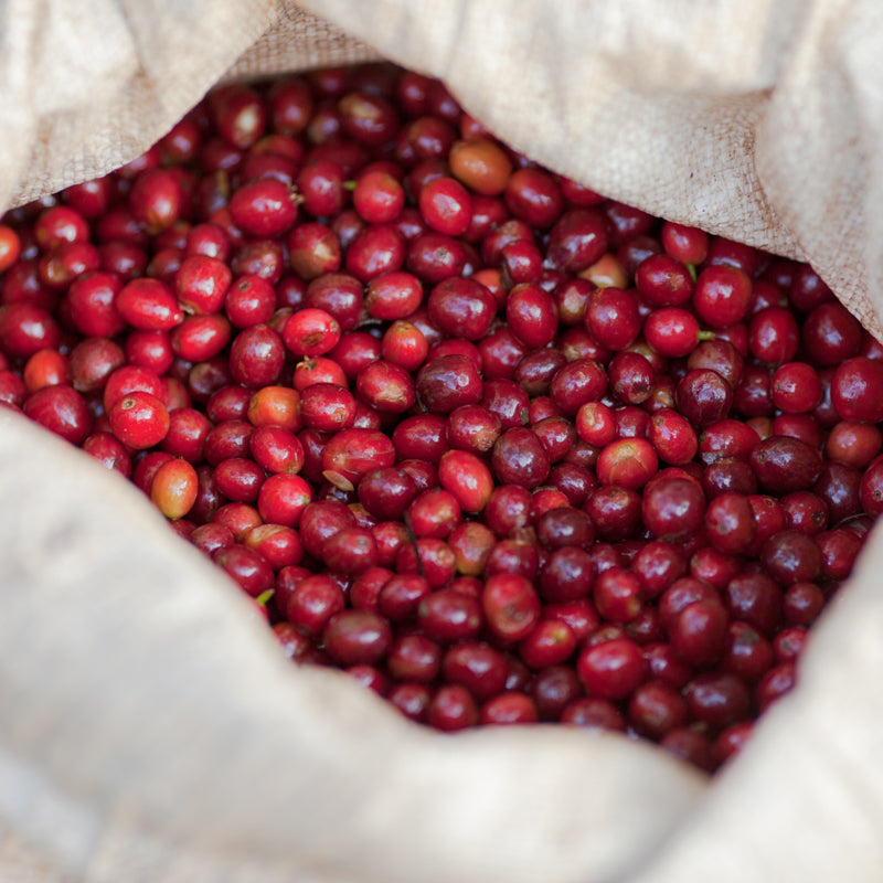 A photo of a hessian bag full of red ripe coffee cherries.