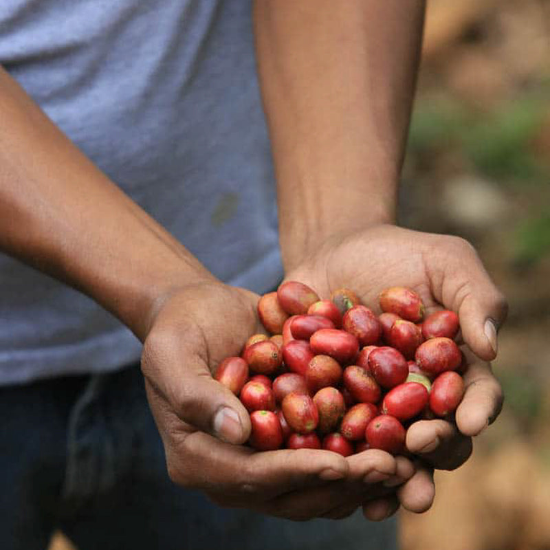 A pair of hands holding a handful of red coffee cherries